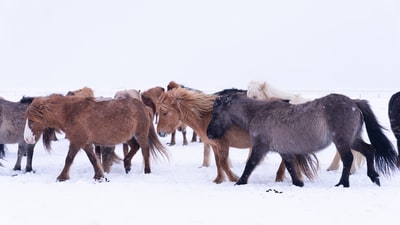 白天在白雪覆盖的地面上骑着棕色的马